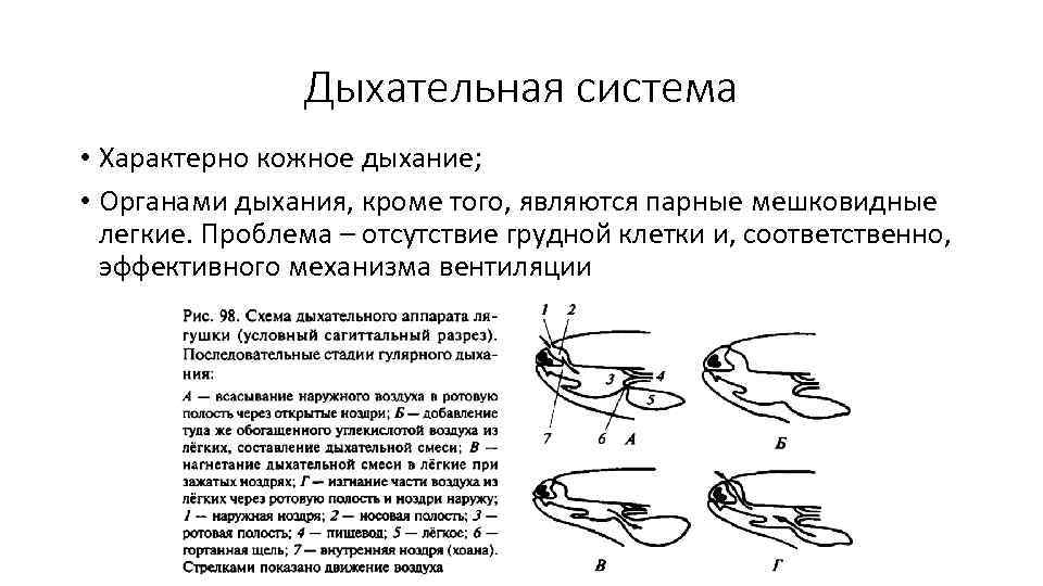 Дыхательная система • Характерно кожное дыхание; • Органами дыхания, кроме того, являются парные мешковидные