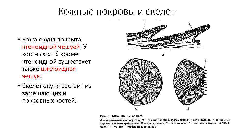 Кожные покровы и скелет • Кожа окуня покрыта ктеноидной чешуей. У костных рыб кроме