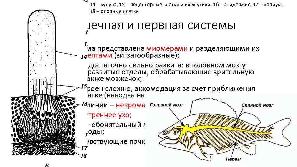 14 – купула, 15 – рецепторные клетки и их жгутики, 16 – эпидермис, 17