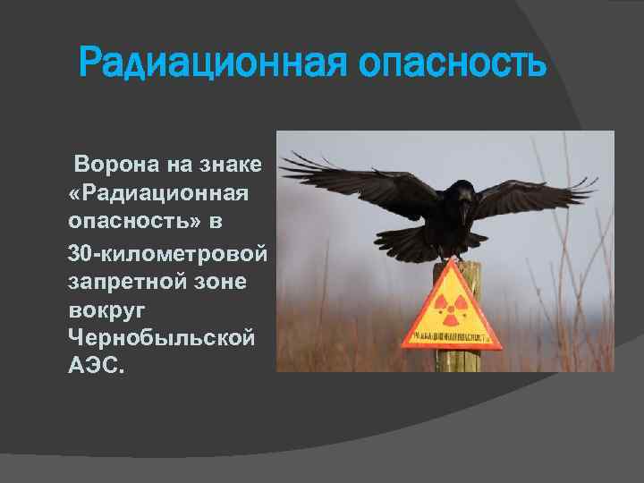 Радиационная опасность Ворона на знаке «Радиационная опасность» в 30 -километровой запретной зоне вокруг Чернобыльской