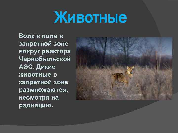 Животные Волк в поле в запретной зоне вокруг реактора Чернобыльской АЭС. Дикие животные в