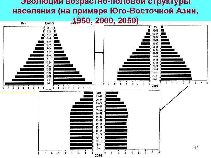 Эволюция возрастно-половой структуры населения (на примере Юго-Восточной Азии, 1950, 2000, 2050) 47 