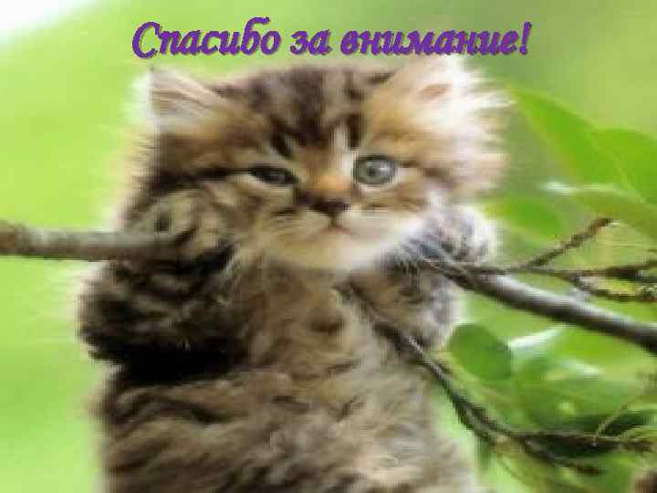 Спасибо за внимание! 