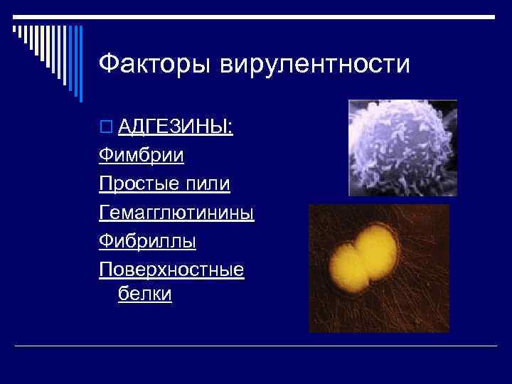 Факторы вирулентности o АДГЕЗИНЫ: Фимбрии Простые пили Гемагглютинины Фибриллы Поверхностные белки 