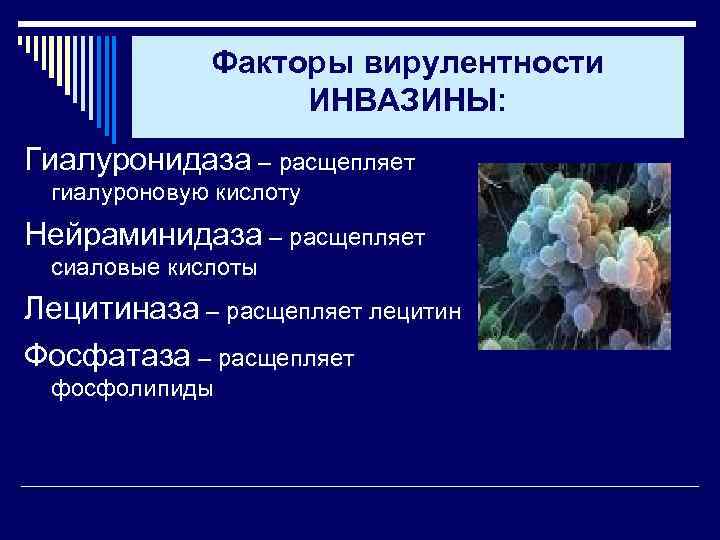 Факторы вирулентности ИНВАЗИНЫ: Гиалуронидаза – расщепляет гиалуроновую кислоту Нейраминидаза – расщепляет сиаловые кислоты Лецитиназа