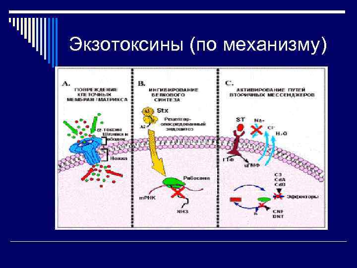 Экзотоксины (по механизму) 