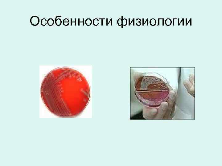 Особенности физиологии 