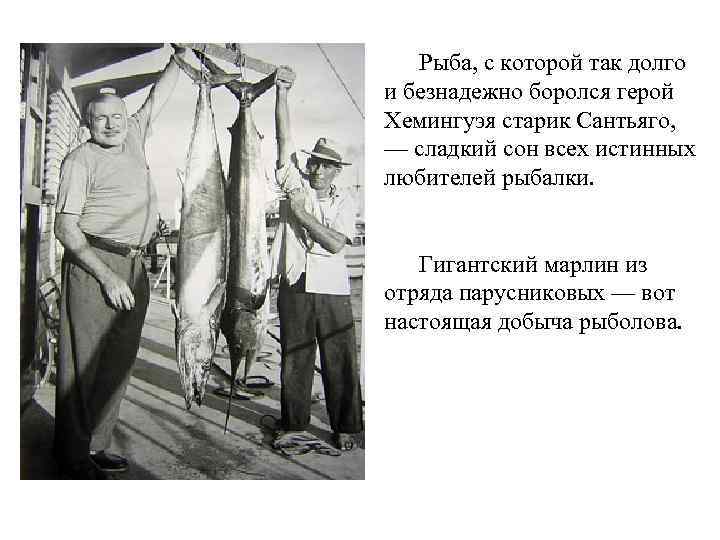 Рыба, с которой так долго и безнадежно боролся герой Хемингуэя старик Сантьяго, — сладкий