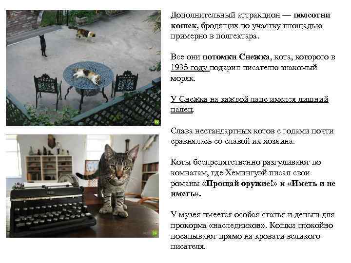 Дополнительный аттракцион — полсотни кошек, бродящих по участку площадью примерно в полгектара. Все они