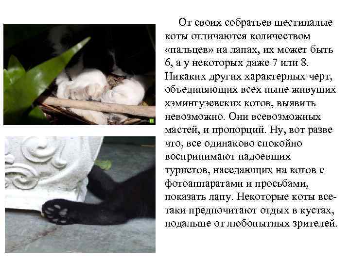 От своих собратьев шестипалые коты отличаются количеством «пальцев» на лапах, их может быть 6,