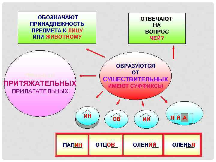 ОБОЗНАЧАЮТ ПРИНАДЛЕЖНОСТЬ ПРЕДМЕТА К ЛИЦУ ИЛИ ЖИВОТНОМУ ОТВЕЧАЮТ НА ВОПРОС ЧЕЙ? ОБРАЗУЮТСЯ ОТ ПРИЗНАКИ