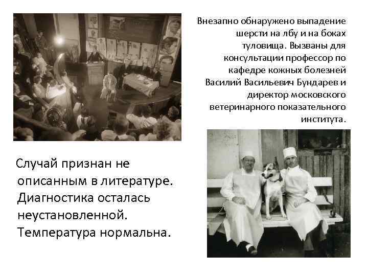 Внезапно обнаружено выпадение шерсти на лбу и на боках туловища. Вызваны для консультации профессор