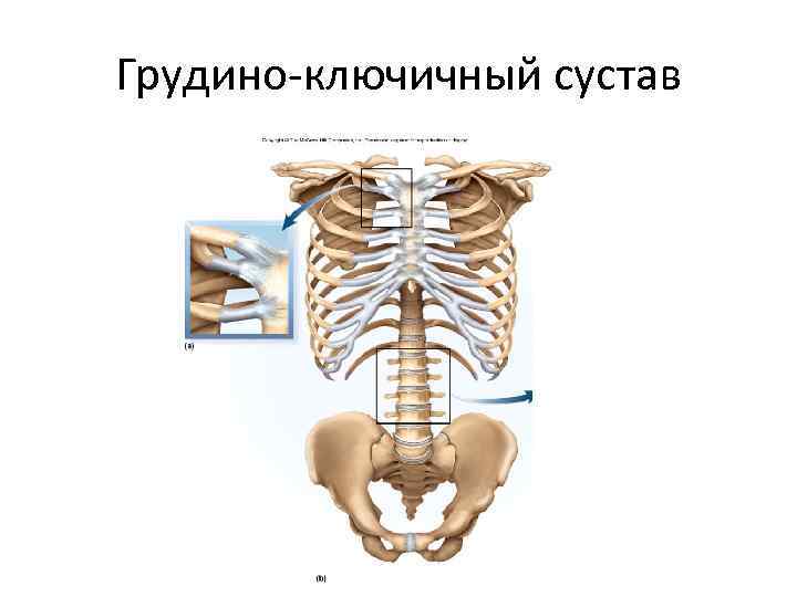 Грудино ключичный