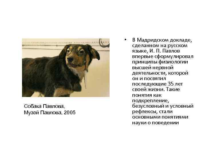 Собака Павлова, Музей Павлова, 2005 • В Мадридском докладе, сделанном на русском языке, И.