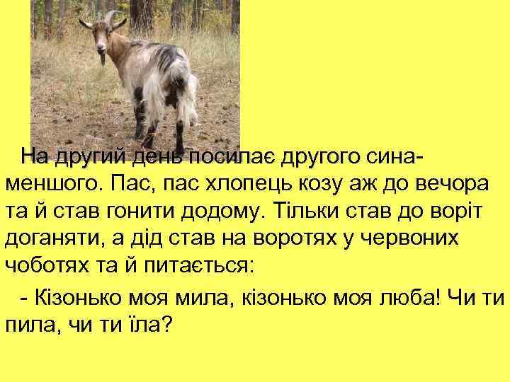 На другий день посилає другого синаменшого. Пас, пас хлопець козу аж до вечора та