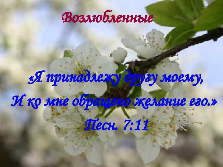 Возлюбленные «Я принадлежу другу моему, И ко мне обращено желание его. » Песн. 7: