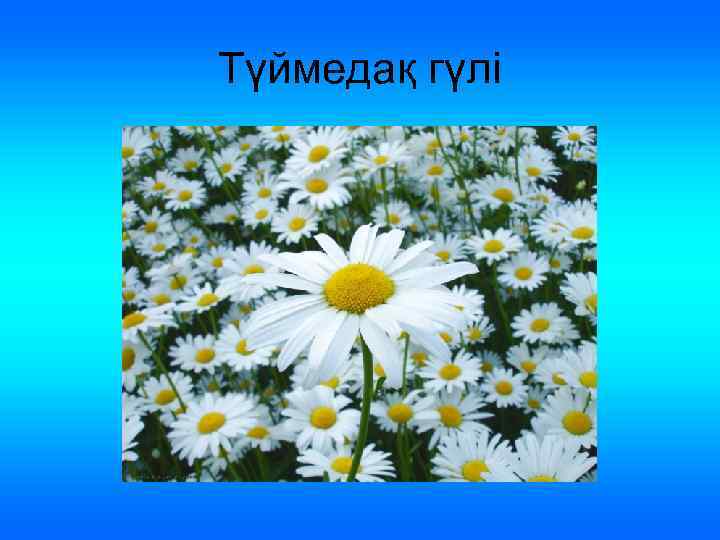 Түймедақ гүлі 