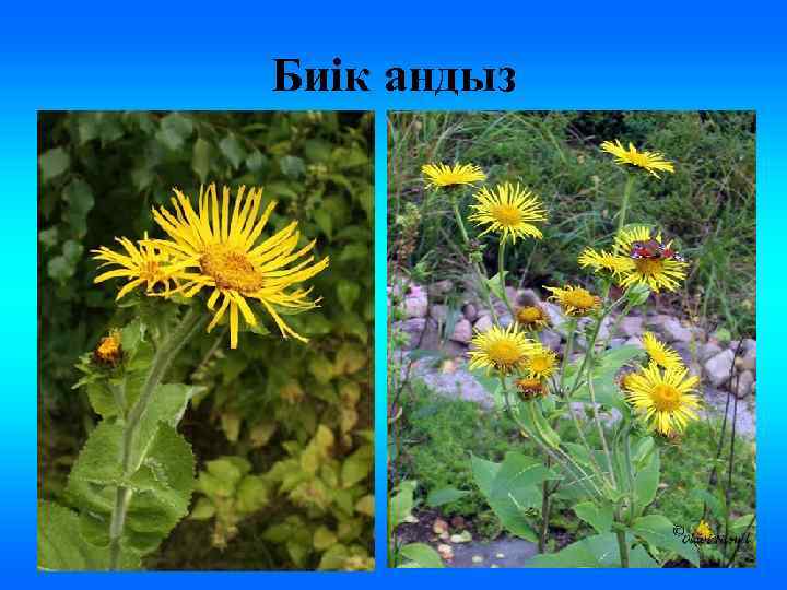 Биік андыз 