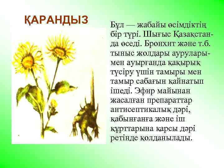  ҚАРАНДЫЗ Бұл — жабайы өсiмдiктiң бiр түрi. Шығыс Қазақстанда өседi. Бронхит және т.