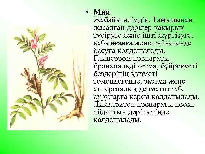  • Мия Жабайы өсiмдiк. Тамырынан жасалған дәрiлер қақырық түсiруге және iштi жүргiзуге, қабынғанға