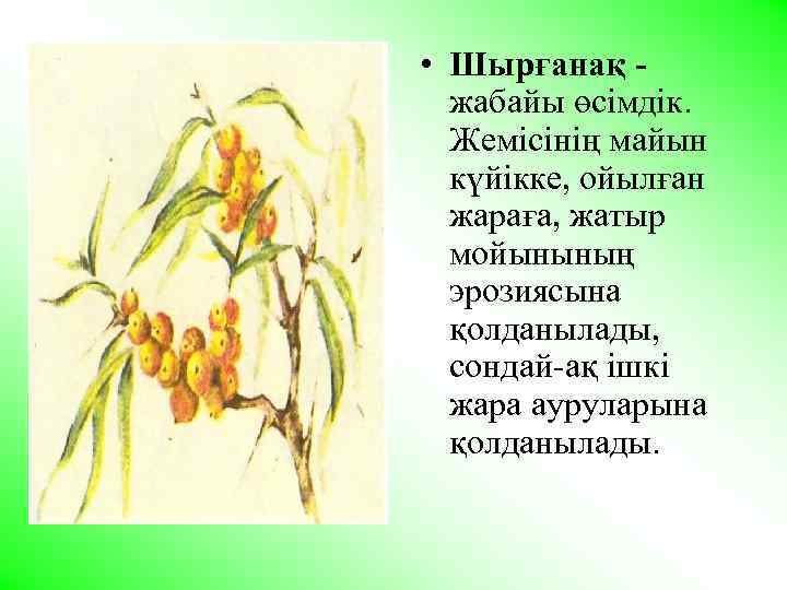  • Шырғанақ жабайы өсiмдiк. Жемiсiнiң майын күйiкке, ойылған жараға, жатыр мойынының эрозиясына қолданылады,