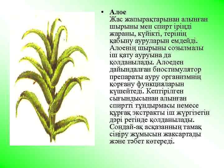  • Алое Жас жапырақтарынан алынған шырыны мен спирт iрiңдi жараны, күйiктi, терiнiң қабыну