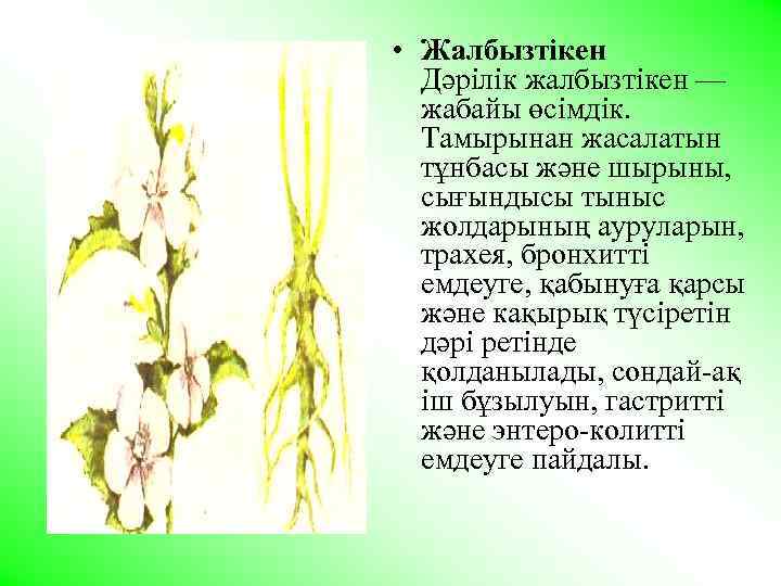  • Жалбызтiкен Дәрiлiк жалбызтiкен — жабайы өсiмдiк. Тамырынан жасалатын тұнбасы және шырыны, сығындысы