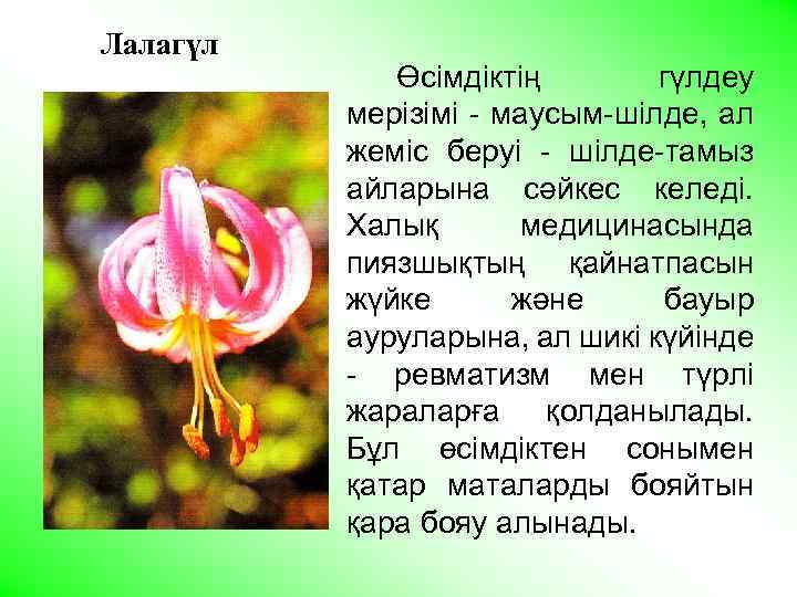 Лалагүл Өсімдіктің гүлдеу мерізімі - маусым-шілде, ал жеміс беруі - шілде-тамыз айларына сәйкес келеді.