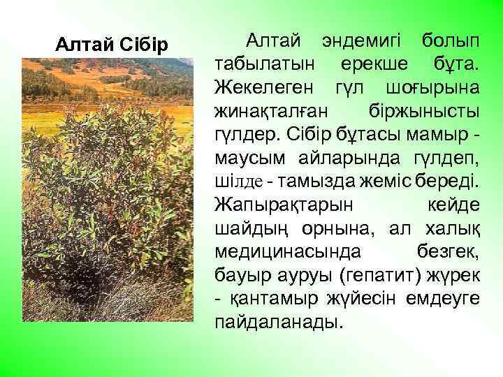 Алтай Сібір бұтасы. Алтай эндемигі болып табылатын ерекше бұта. Жекелеген гүл шоғырына жинақталған біржынысты