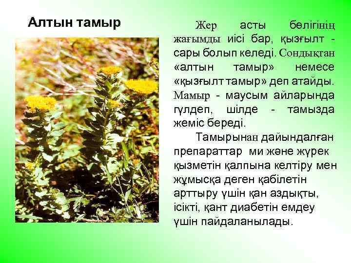  Алтын тамыр Жер асты бөлігінің жағымды иісі бар, қызғылт - сары болып келеді.