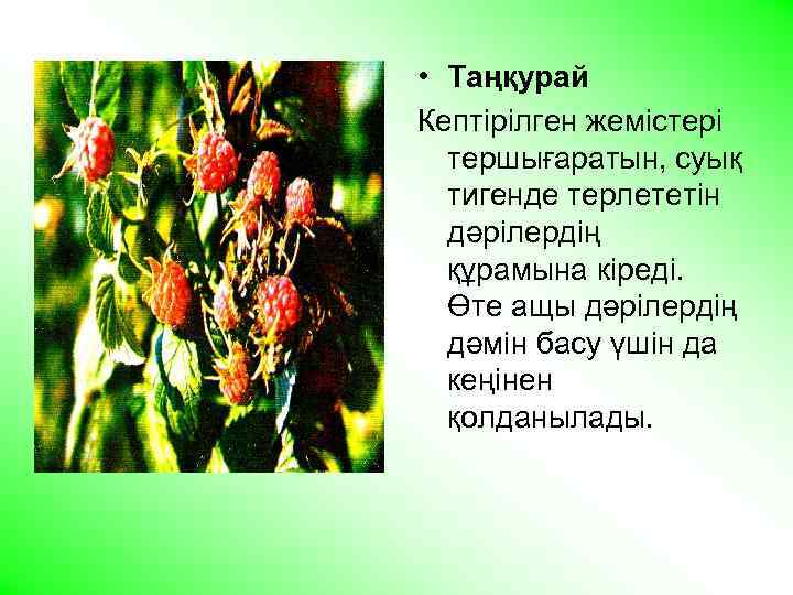  • Таңқурай Кептірілген жемістері тершығаратын, суық тигенде терлететін дәрілердің құрамына кіреді. Өте ащы