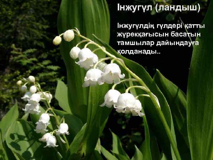 Інжугүл (ландыш) Інжугүлдің гүлдері қатты жүрекқағысын басатын тамшылар дайындауға қолданады. . 