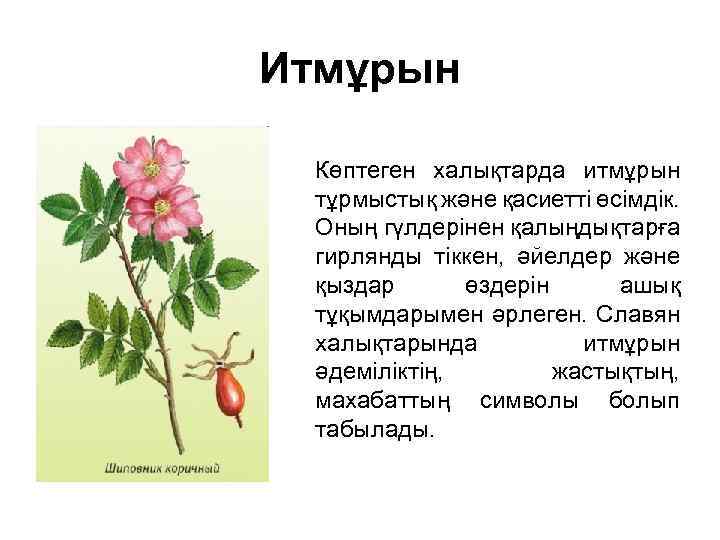Итмұрын Көптеген халықтарда итмұрын тұрмыстық және қасиетті өсімдік. Оның гүлдерінен қалыңдықтарға гирлянды тіккен, әйелдер