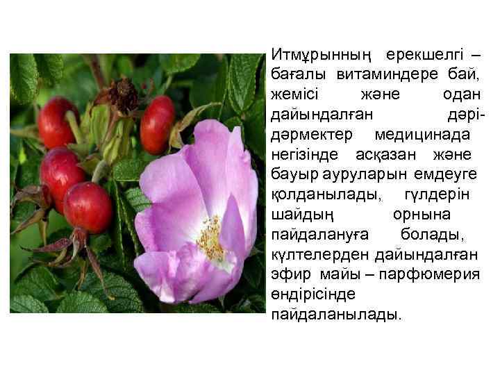 Итмұрынның ерекшелгі – бағалы витаминдере бай, жемісі және одан дайындалған дәрідәрмектер медицинада негізінде асқазан