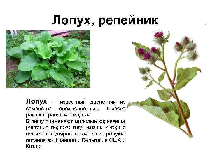 Лопух, репейник Лопух – известный двулетник из семейства сложноцветных. Широко распространен как сорняк. В