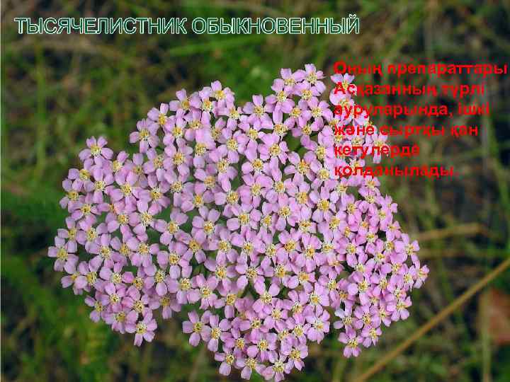 Оның препараттары Асқазанның түрлі ауруларында, ішкі және сыртқы қан кетулерде қолданылады. 