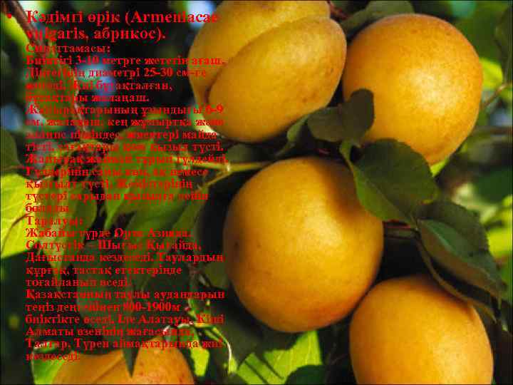 • Кәдімгі өрік (Armeniacae vulgaris, абрикос). Сипаттамасы: Биіктігі 3 -10 метрге жететін ағаш.