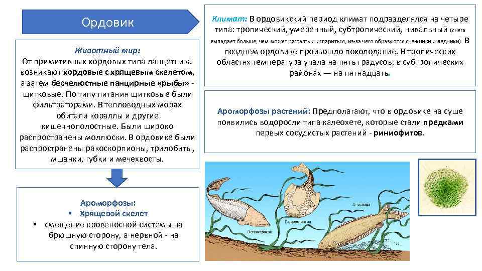 Ароморфозы растений и животных презентация