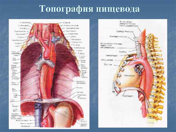 Топография пищевода 