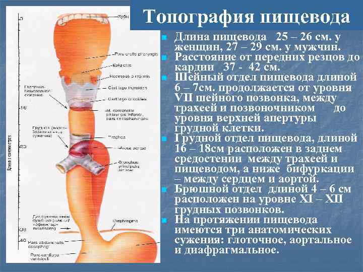 n А Топография пищевода n n n Длина пищевода 25 – 26 см. у