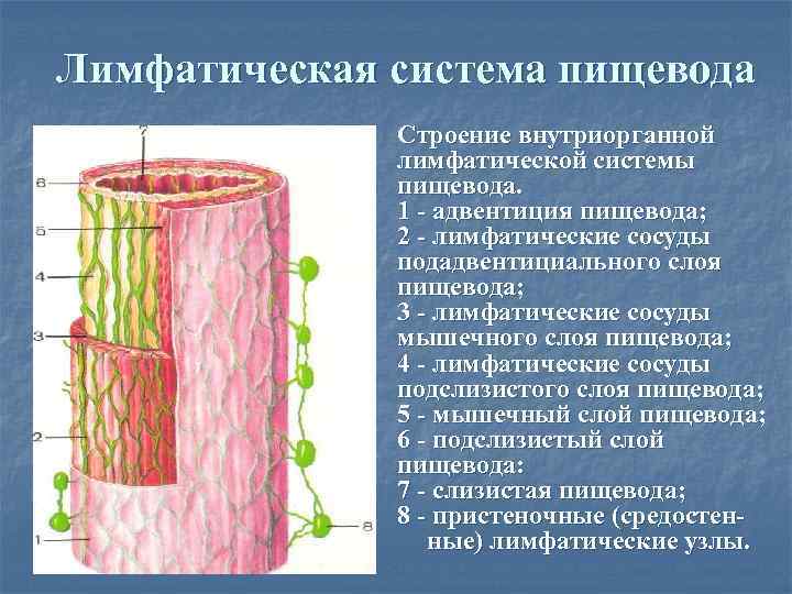 Лимфатическая система пищевода Строение внутриорганной лимфатической системы пищевода. 1 - адвентиция пищевода; 2 -