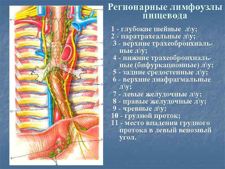 Регионарные лимфоузлы пищевода 1 - глубокие шейные лу; 2 - паратрахеальные лу; 3 -