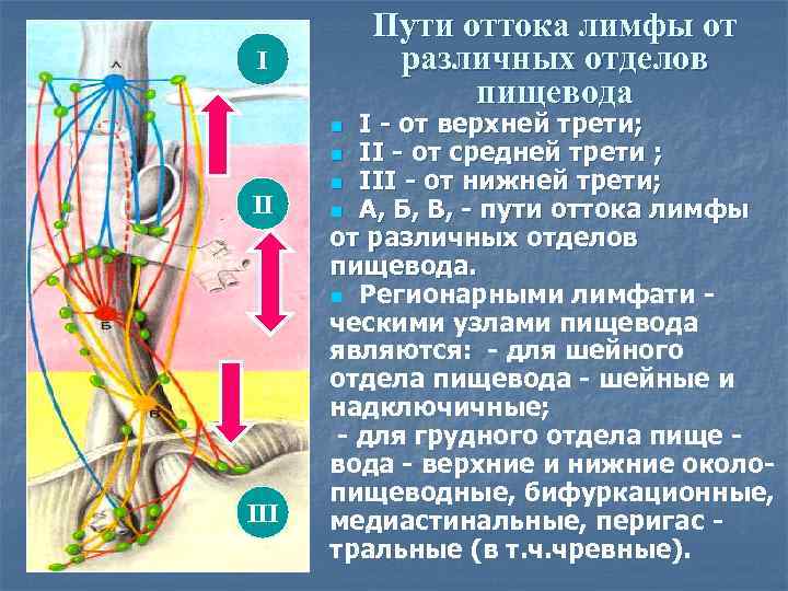 Пути оттока лимфы от различных отделов пищевода I I - от верхней трети; n