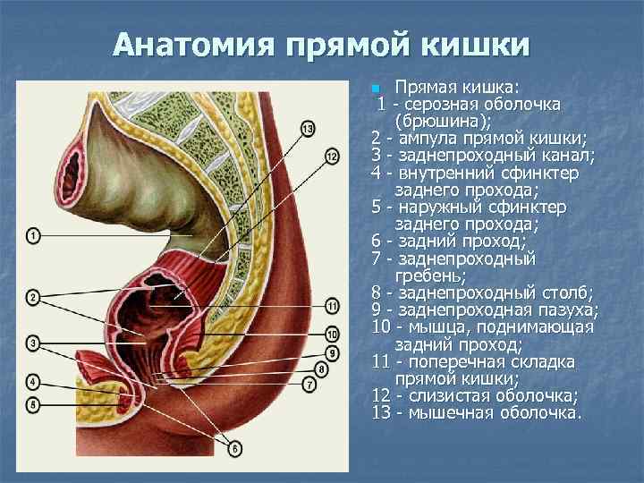 Анатомия прямой кишки Прямая кишка: 1 - серозная оболочка (брюшина); 2 - ампула прямой