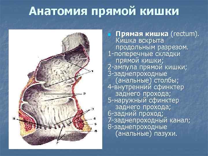 Анатомия прямой кишки Прямая кишка (rectum). Кишка вскрыта продольным разрезом. 1 -поперечные складки прямой