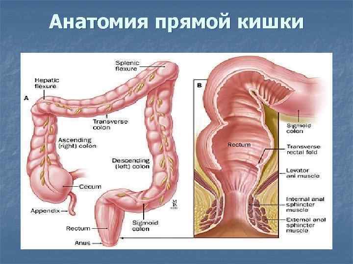 Анатомия прямой кишки 