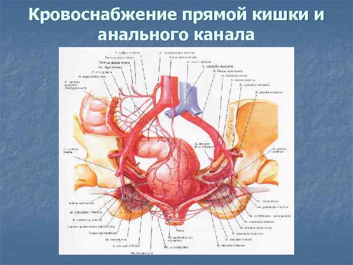 Кровоснабжение прямой кишки и анального канала 