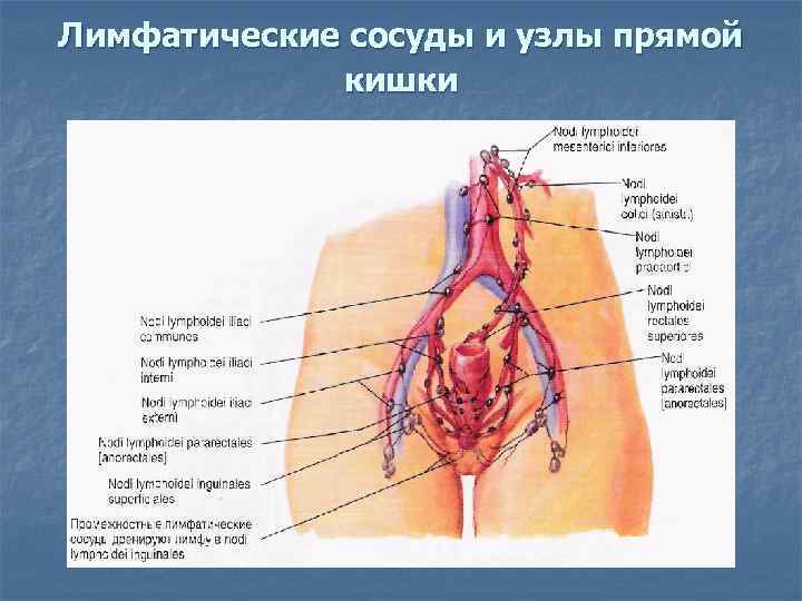 Лимфатические сосуды и узлы прямой кишки 