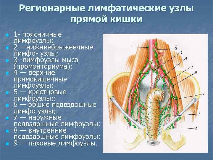 Регионарные лимфатические узлы прямой кишки n n n n n 1 - поясничные лимфоузлы;