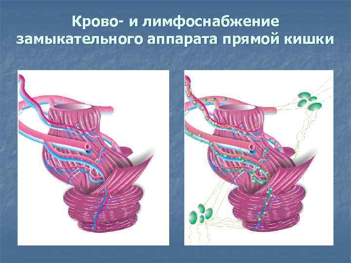 Крово- и лимфоснабжение замыкательного аппарата прямой кишки 